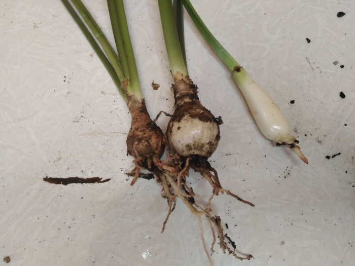 Эухарис луковицы