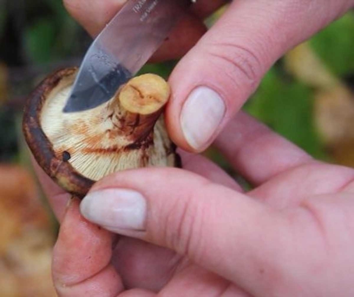 Дунька гриб свинушка