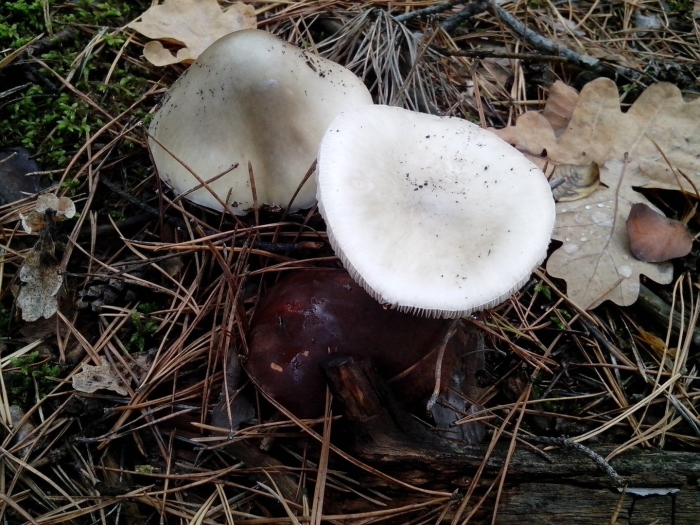 Шампиньон полуобутый (agaricus subperonatus)