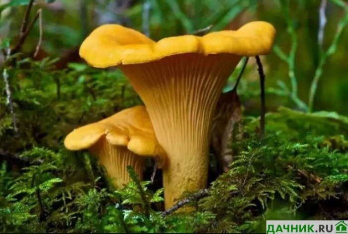 Гриб лисичка