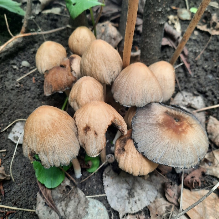 Навозник мерцающий гриб