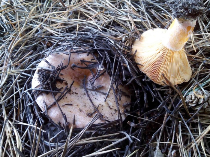 Lactarius deliciosus
