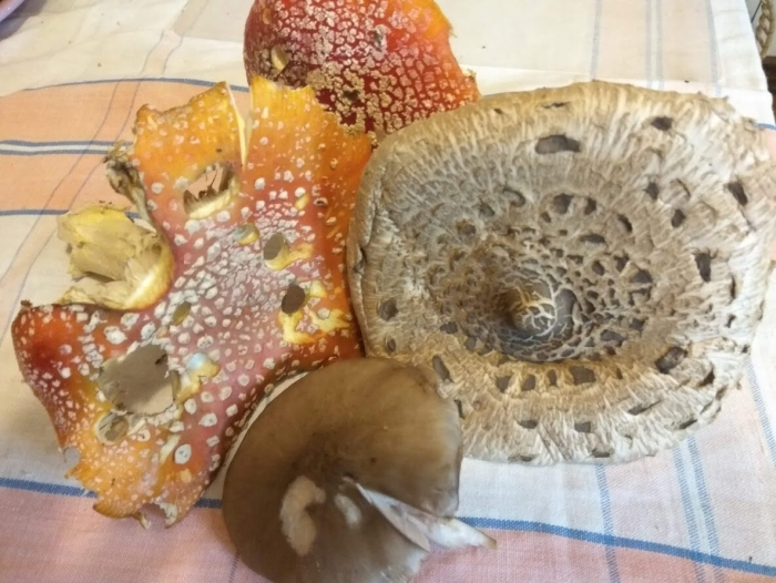 Мухомор пантерный