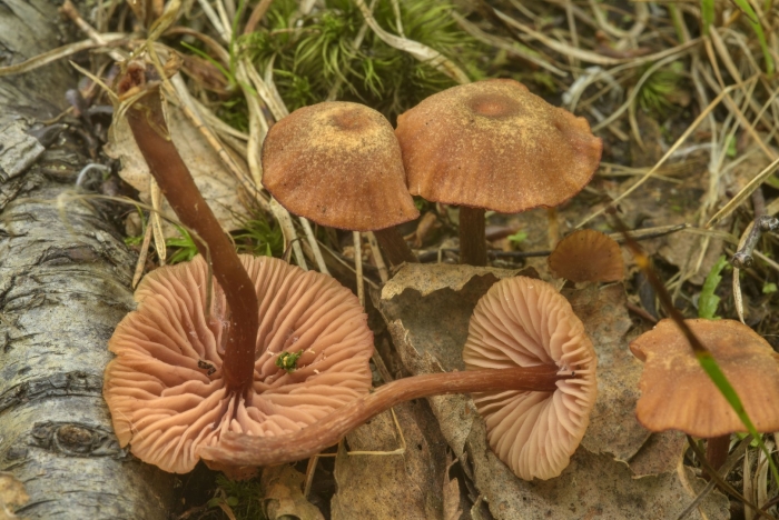 Лаковица обыкновенная гриб