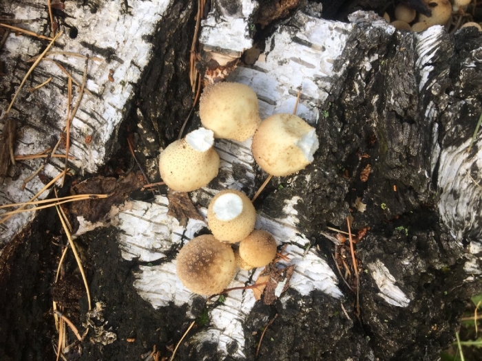 Гриб дождевик съедобный