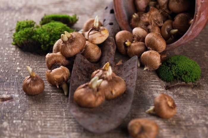 Луковица крокуса