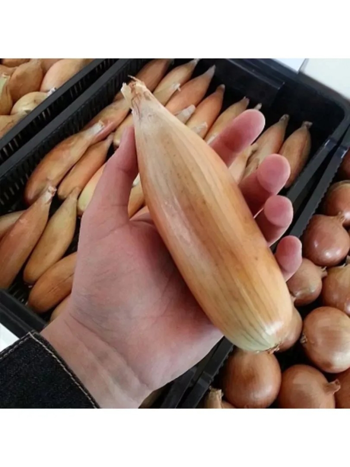 Лук севок олина бамбергер