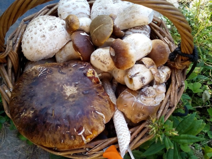 Белый гриб kestane mantari