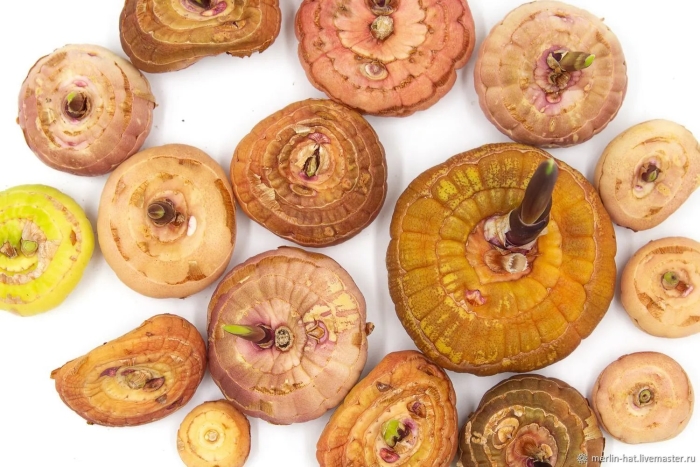 Луковицы гладиолусов поврежденные трипсом