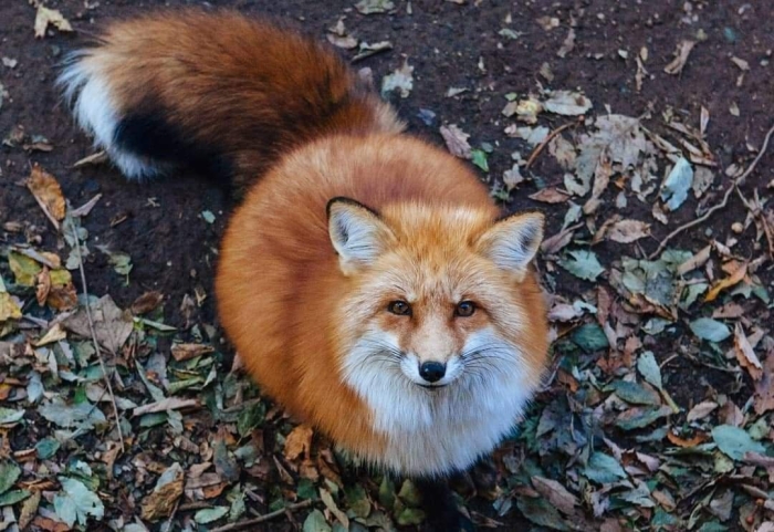 Лиса с пушистым хвостом