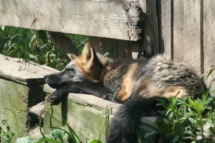 Чернобурая лиса