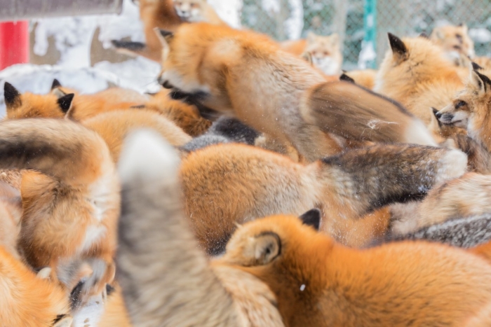 Дзао кицунэ мура деревня лисиц в японии