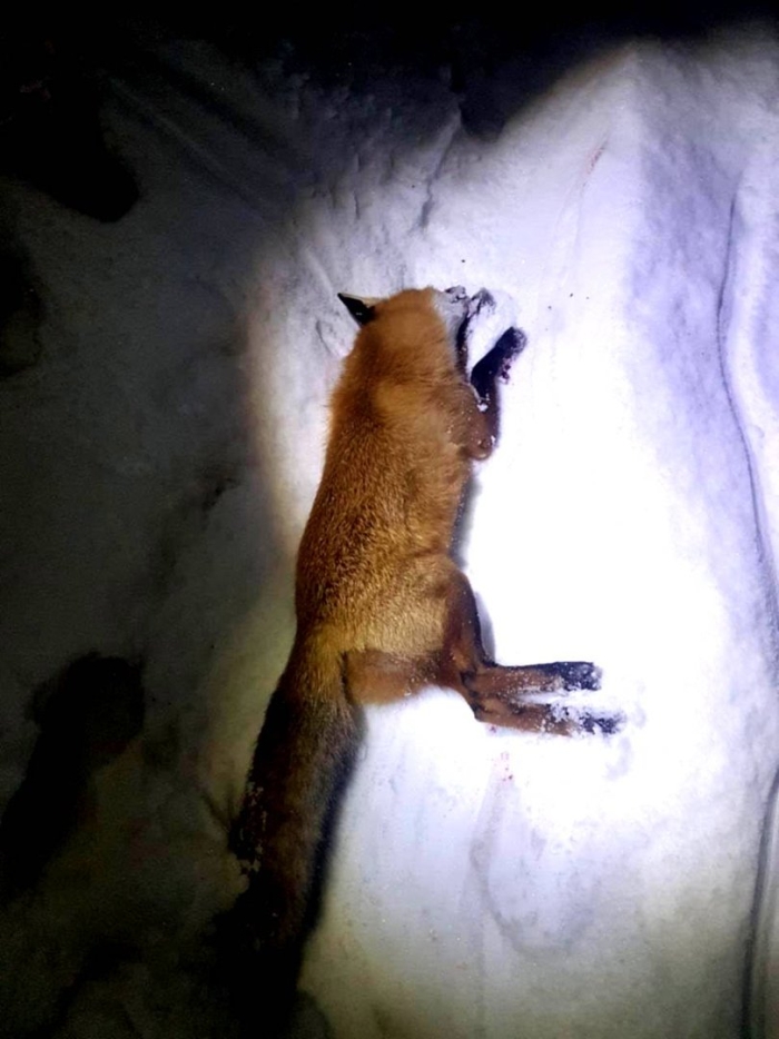 Охота на лису