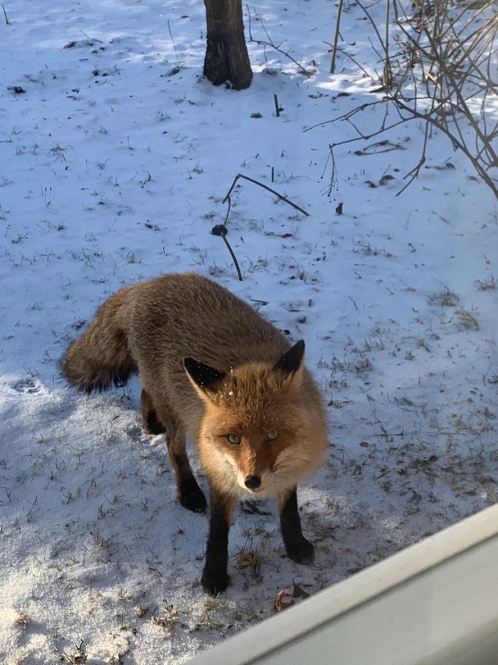 Лисица обыкновенная