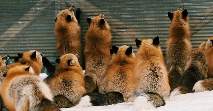 Дзао кицунэ мура