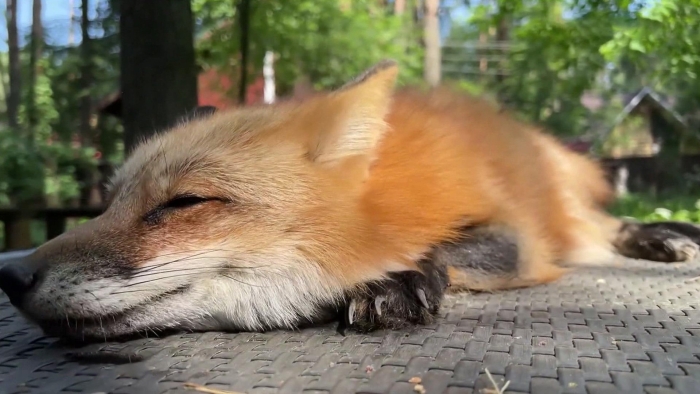 Лиса в городе