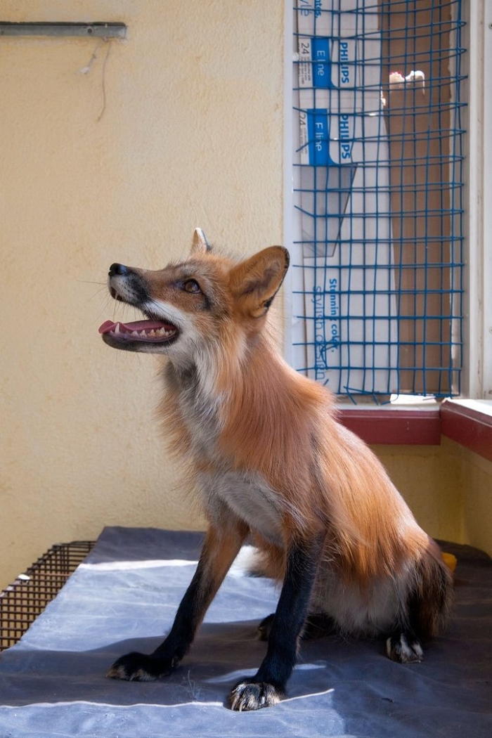 Зоопарк теремок екатеринбург