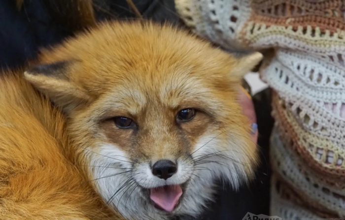 Хитрая лиса