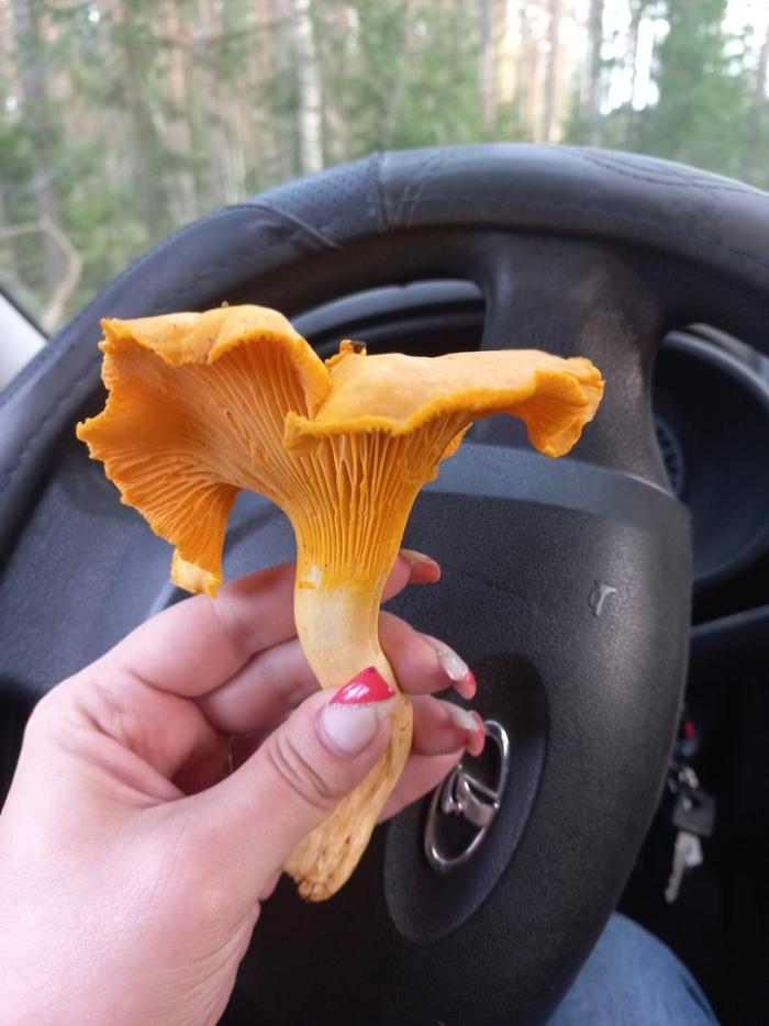 Гриб лисичка