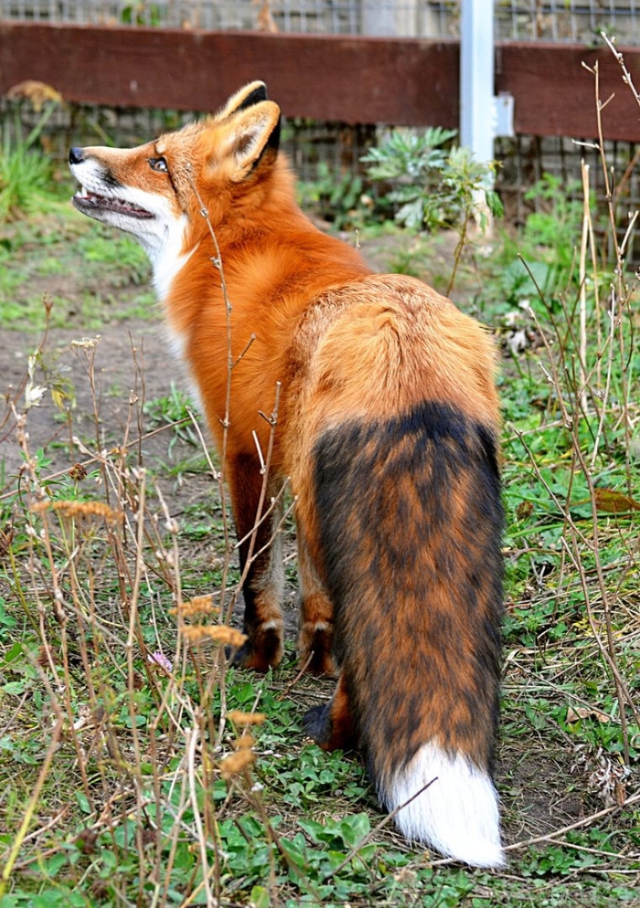 Лиса обыкновенная