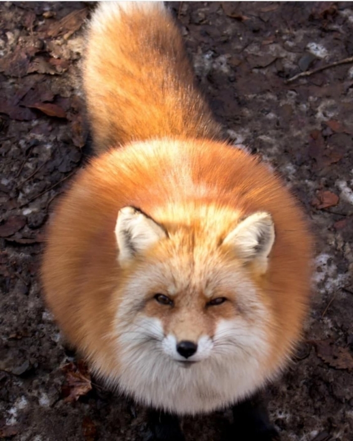 Огнёвка вятская лиса