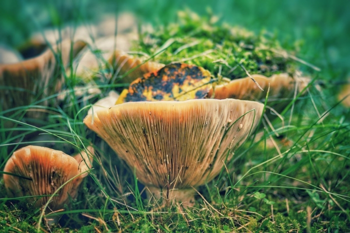 Красивые съедобные грибы