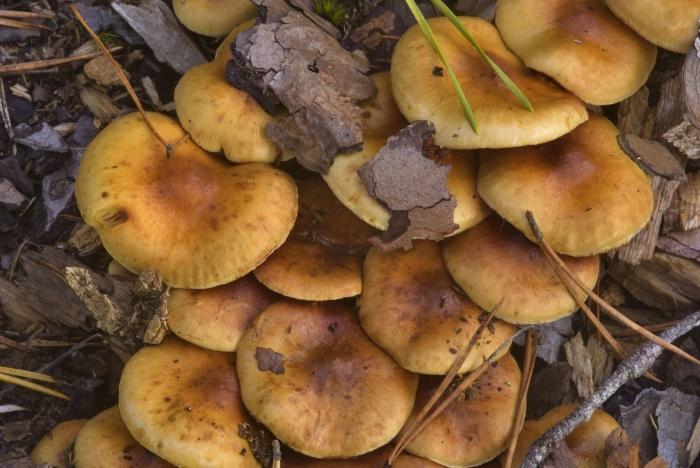 Летний опенок kuehneromyces mutabilis