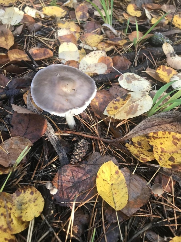 Плютей олений гриб