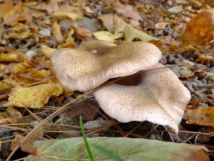 Рядовка голубиная (лат. tricholoma columbetta)