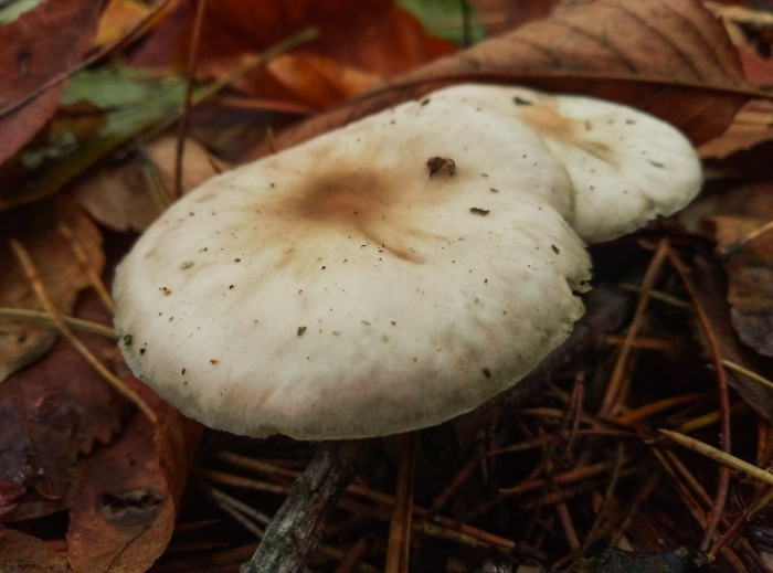 Белый груздь перечный