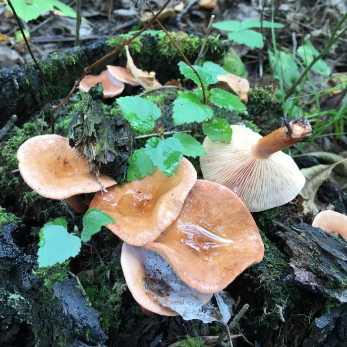 Лисичка ложная hygrophoropsis aurantiaca