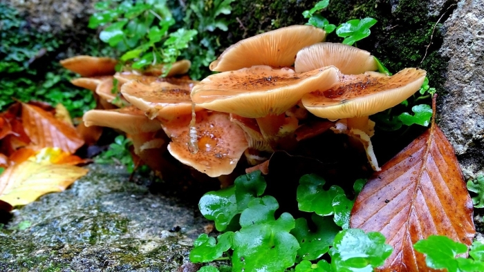 Летний опенок kuehneromyces mutabilis