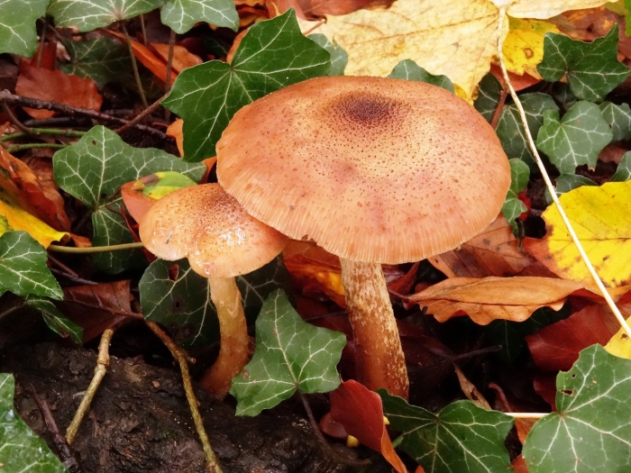 Осенние грибы съедобные