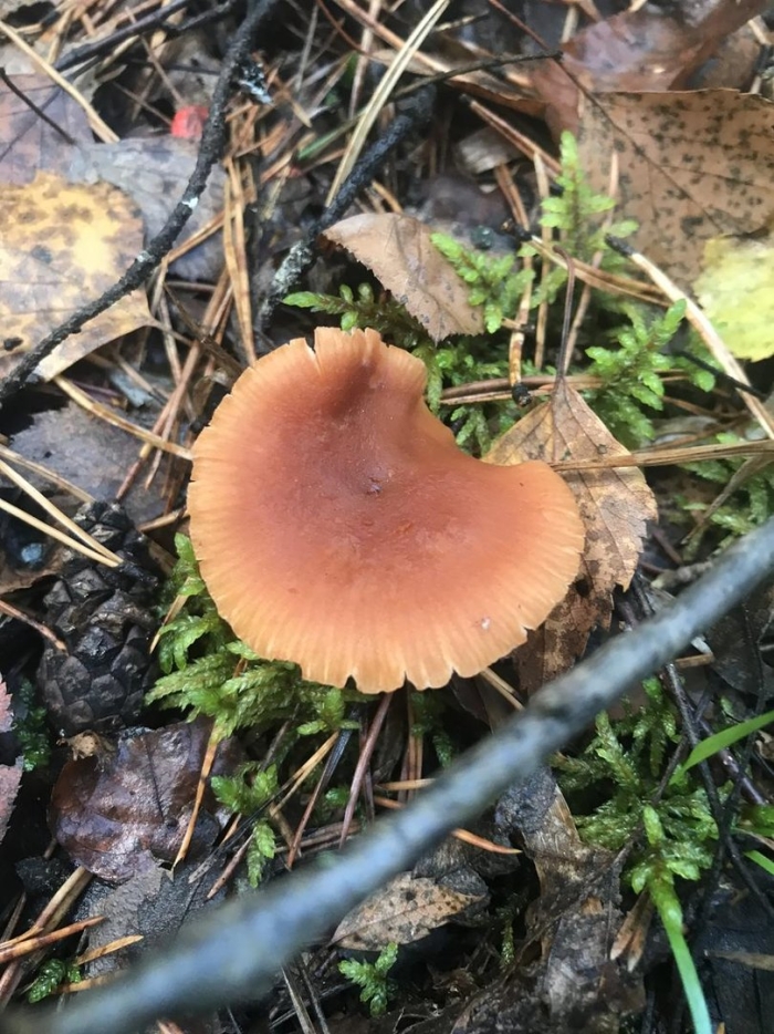 Млечник краснушка