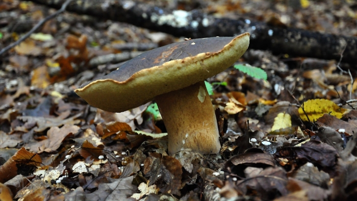 Белый гриб бронзовый boletus aereus