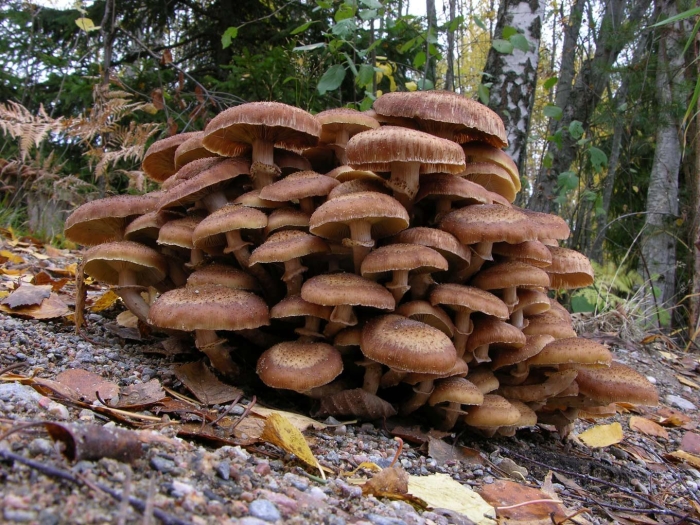 Гриб опёнок осенний