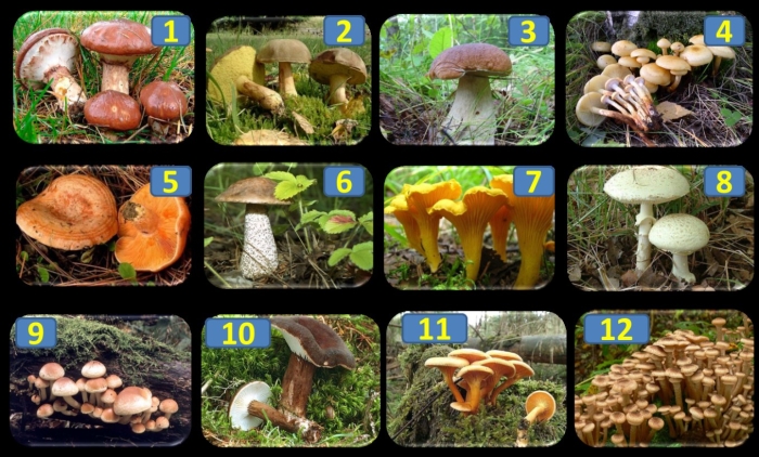 Съедобные грибы с названиями