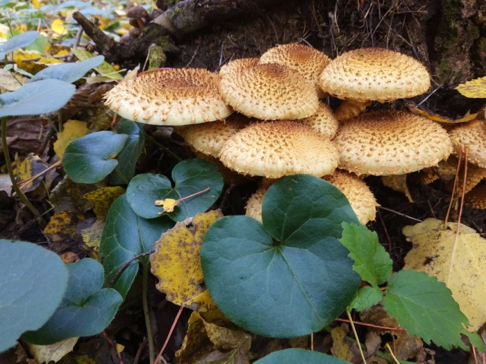 Подмосковные грибы