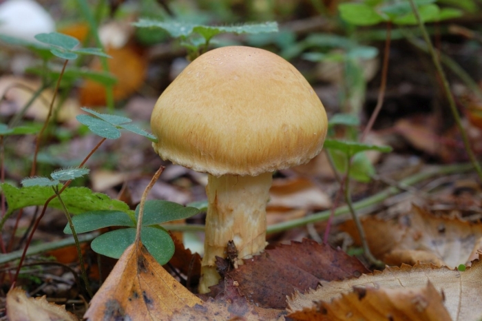 Паутинник триумфальный желтый