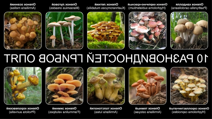 Луговые опята ложные