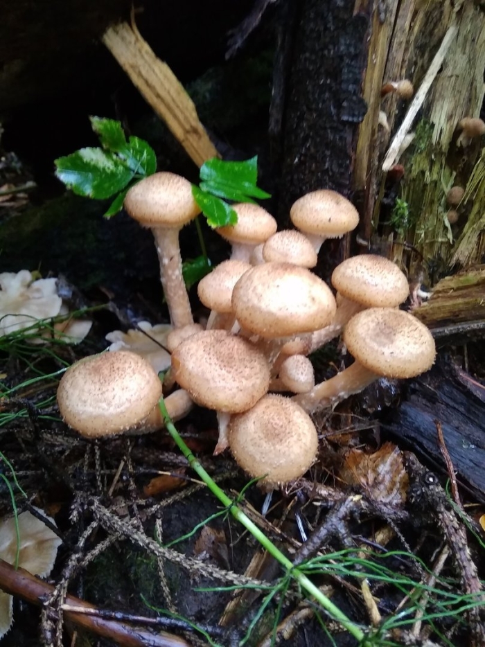 Пневые опята