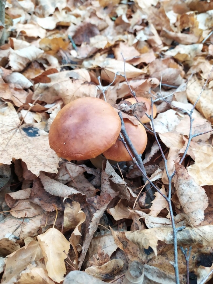 Гриб масленок