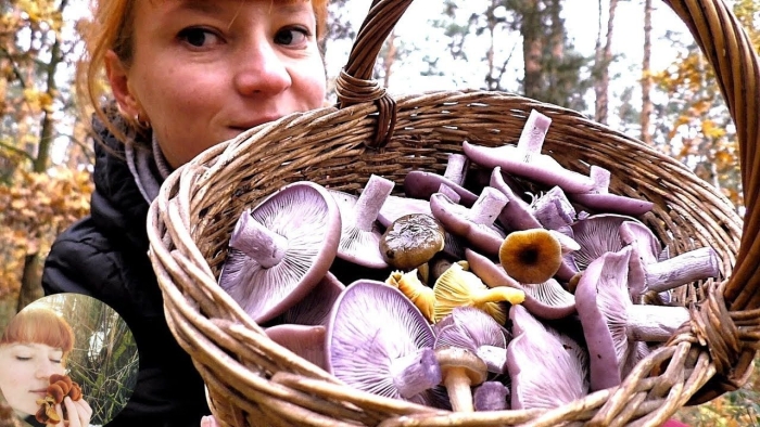 Гриб рядовка фиолетовая