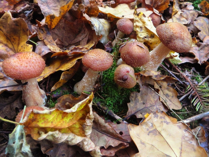 Опёнок осенний галика