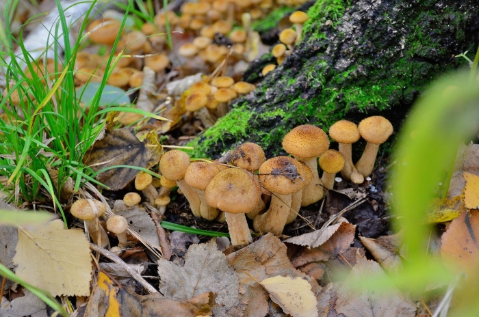 Грибы опята лесные