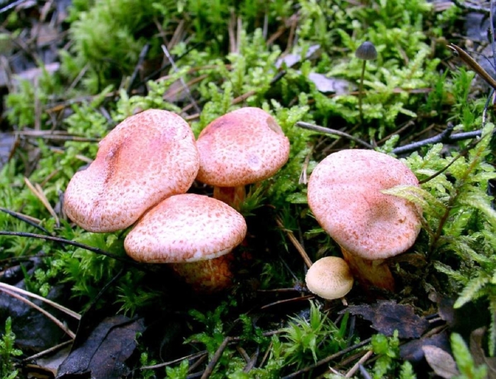 Паутинник паутинниковые