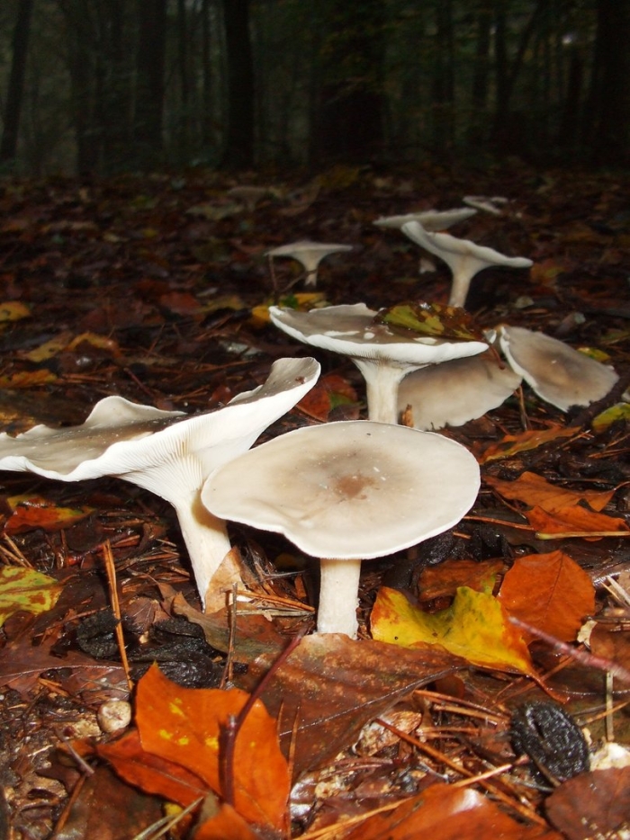 Говорушка подогнутая clitocybe geotropa
