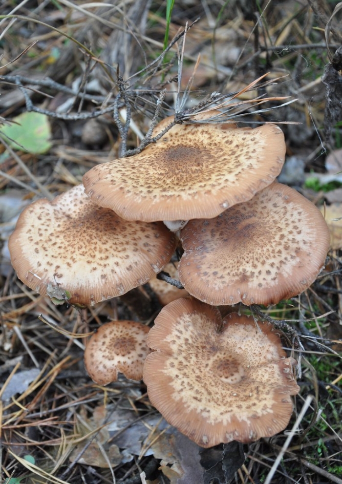 Чешуйчатка обыкновенная pholiota squarrosa