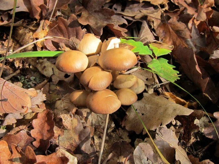 Опенок гриб