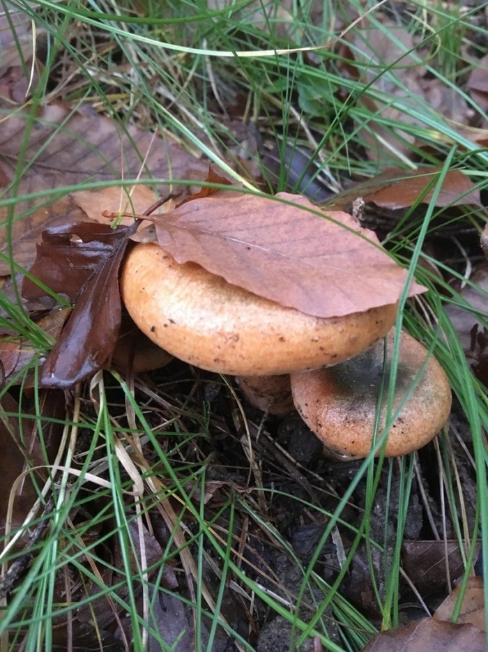 Рыжик сосновый боровой lactarius deliciosus
